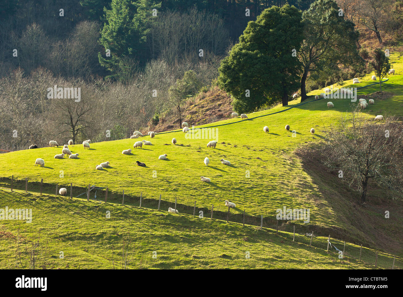 Il Paese Basco vista invernale: pecore sulla collina verde Foto Stock
