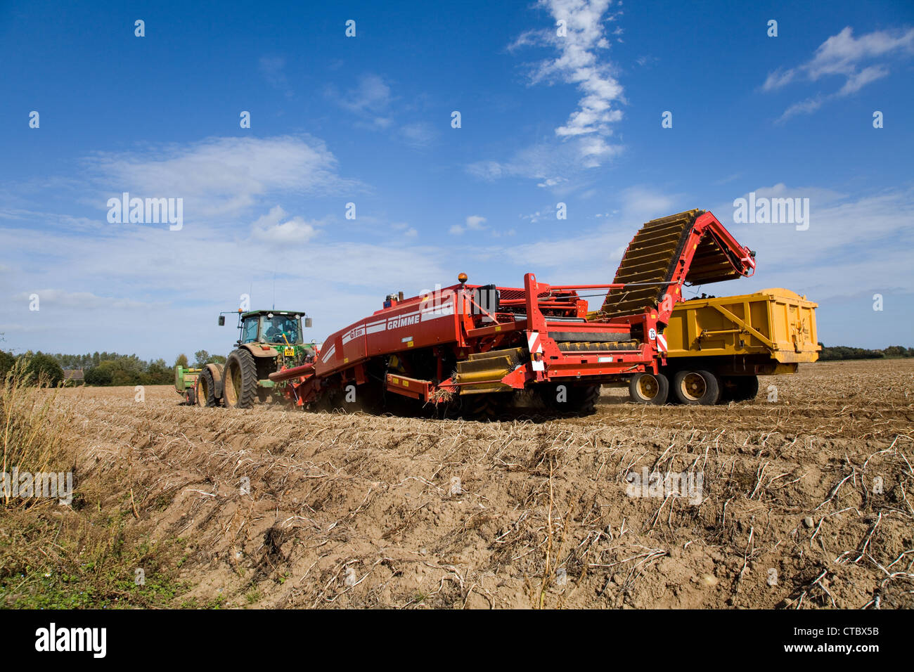 Potato Harvest a Norfolk, Regno Unito. Foto Stock