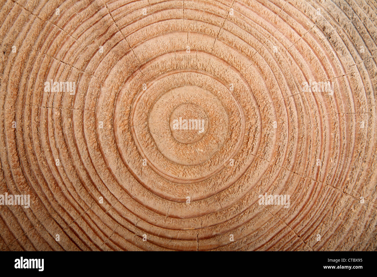 Tree rings growth immagini e fotografie stock ad alta risoluzione - Alamy