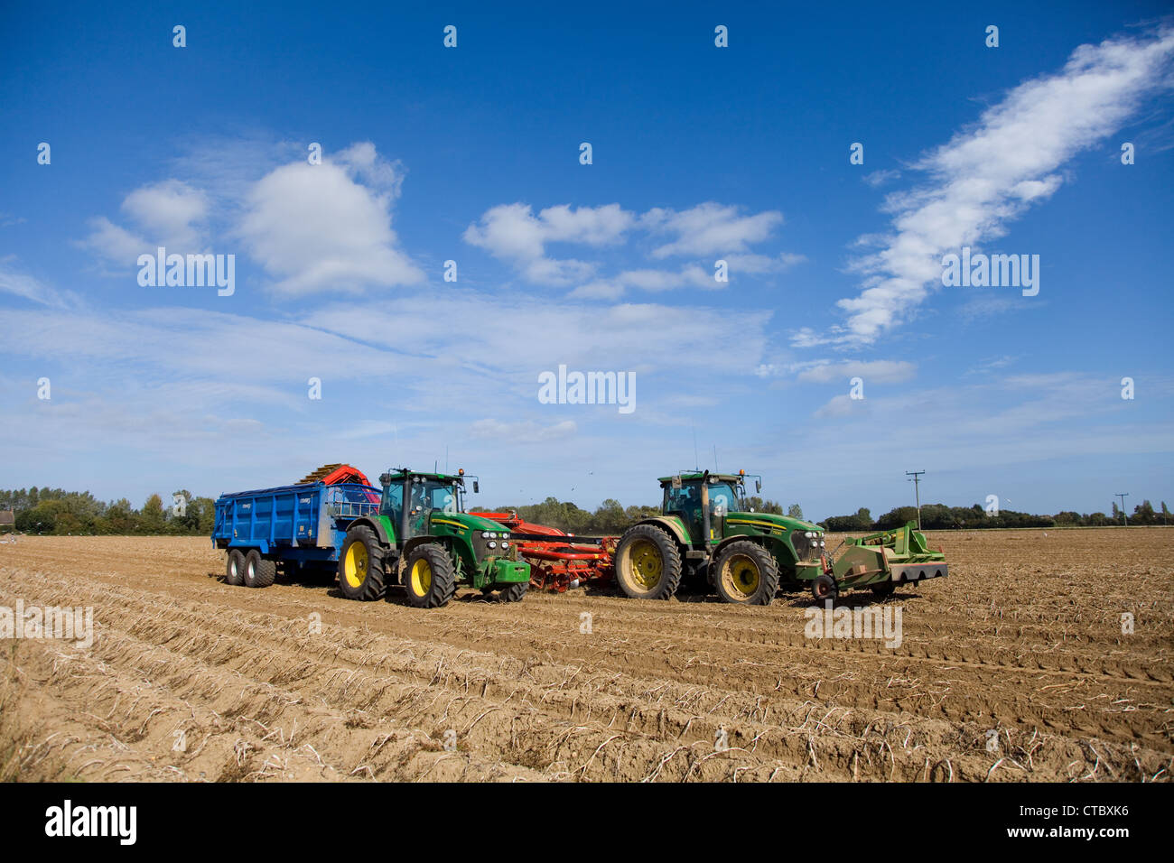 Potato Harvest a Norfolk, Regno Unito. Foto Stock