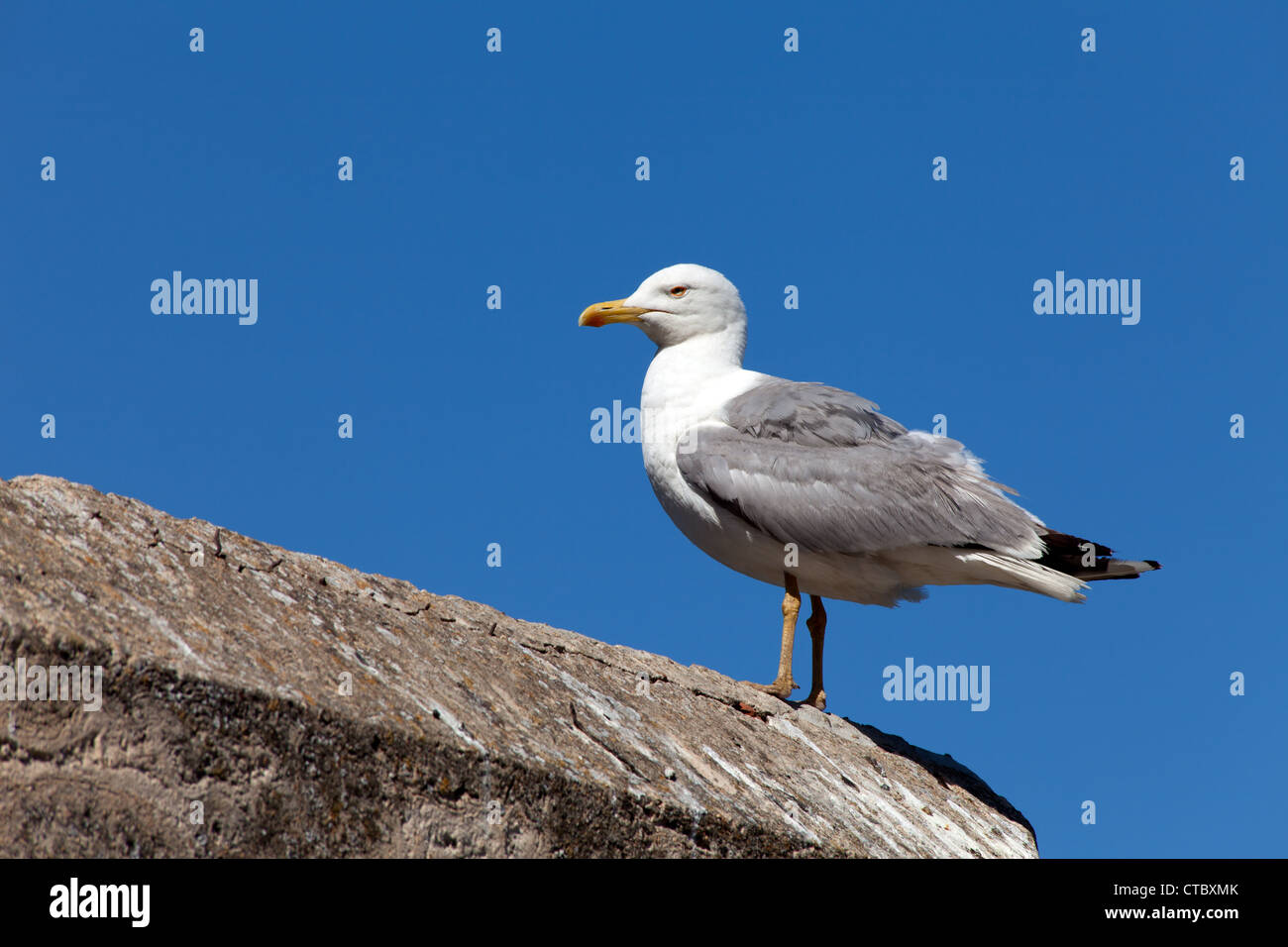 Carino seagull appoggiato su un vecchio muro di Portoferraio, Isola d'Elba, Italia. Foto Stock