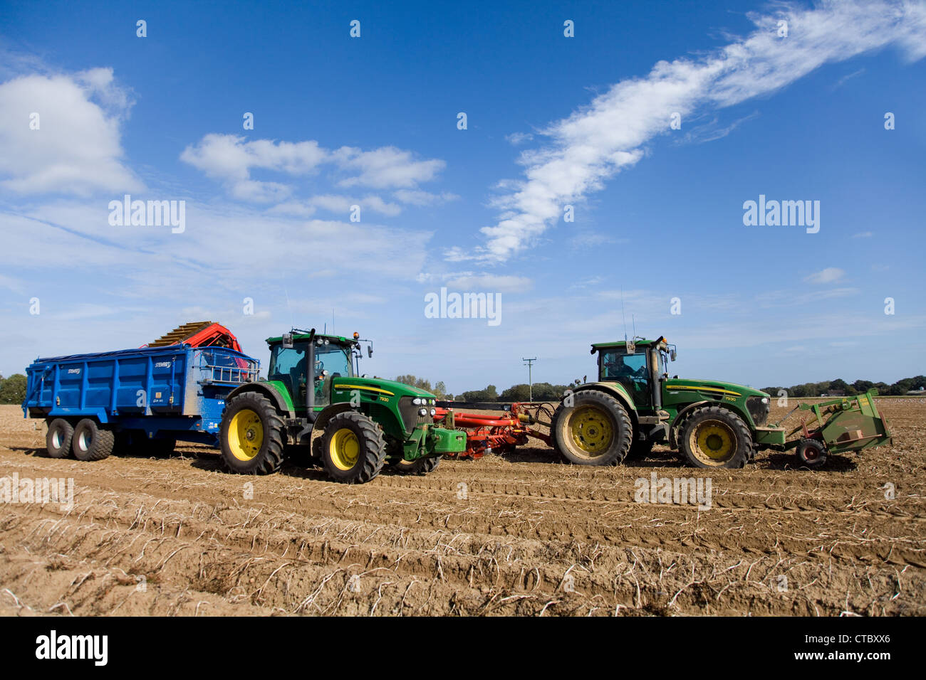 Potato Harvest a Norfolk, Regno Unito. Foto Stock