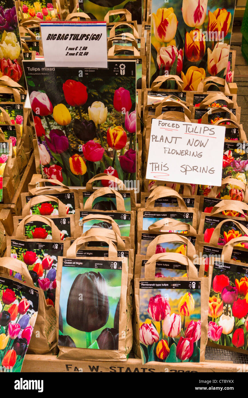 Tulip lampadine per la vendita al mercato dei fiori Foto Stock