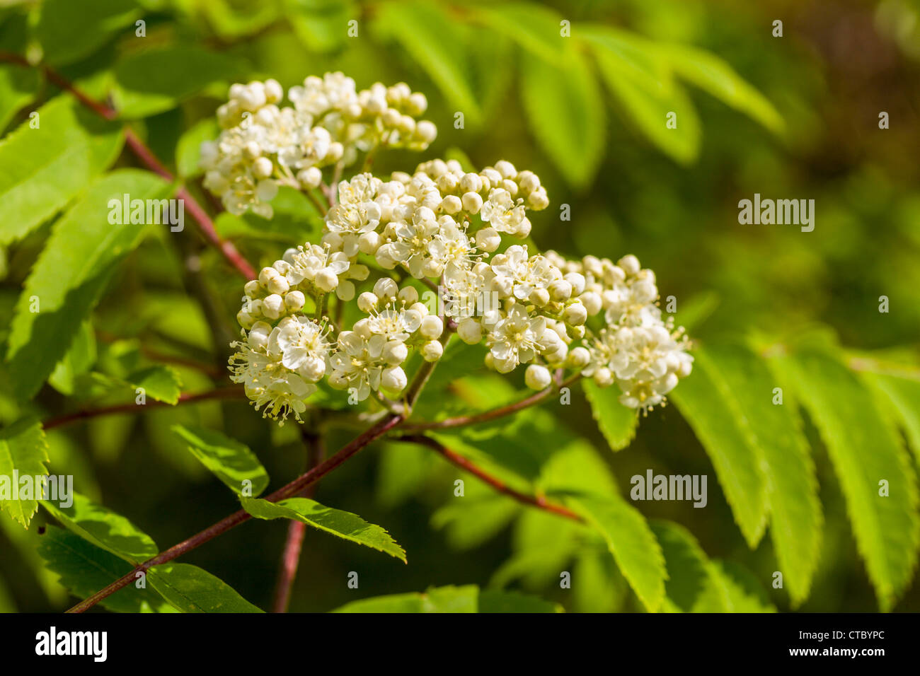Rowan Tree fiori Foto Stock