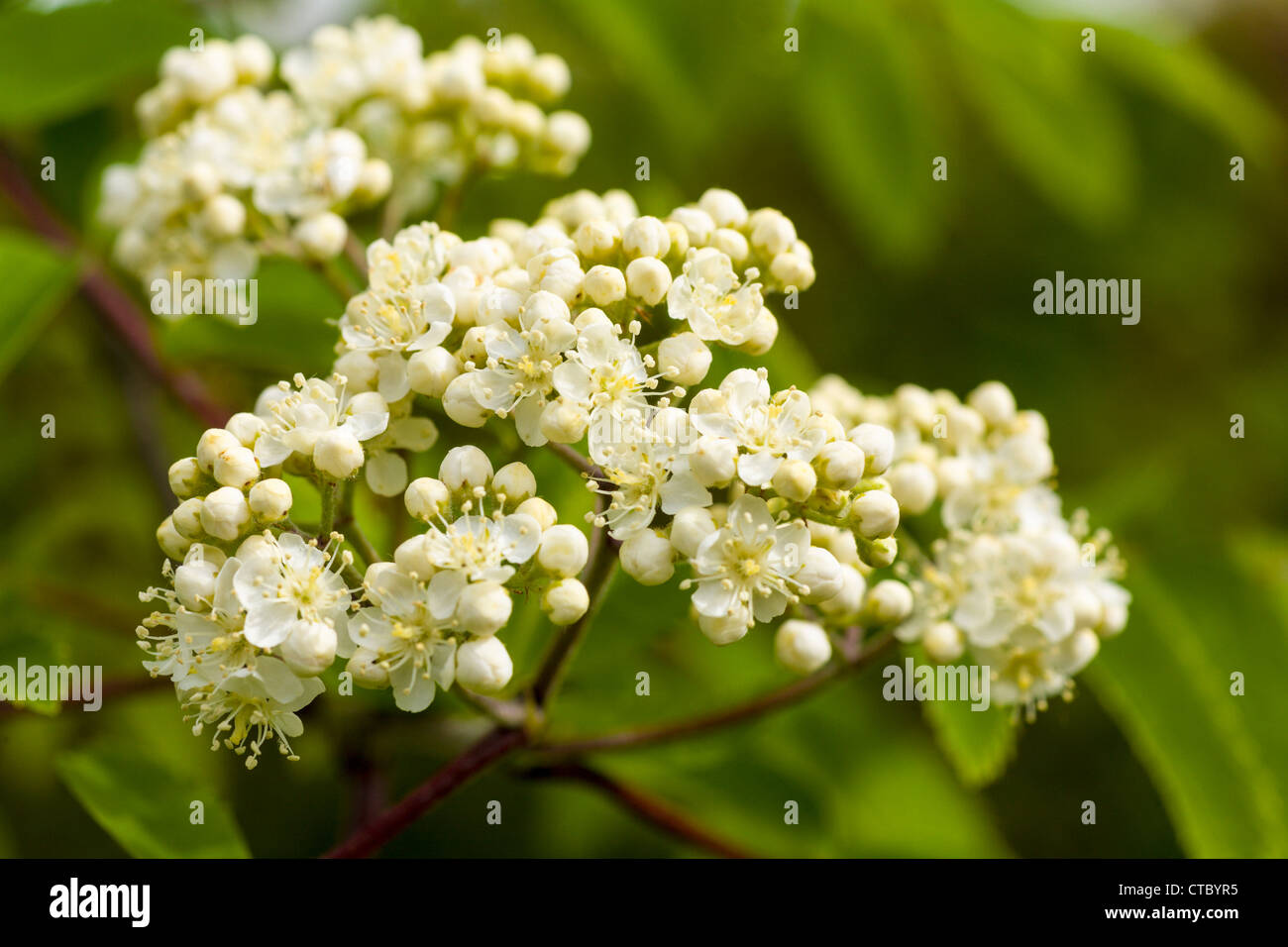 Rowan Tree fiori Foto Stock