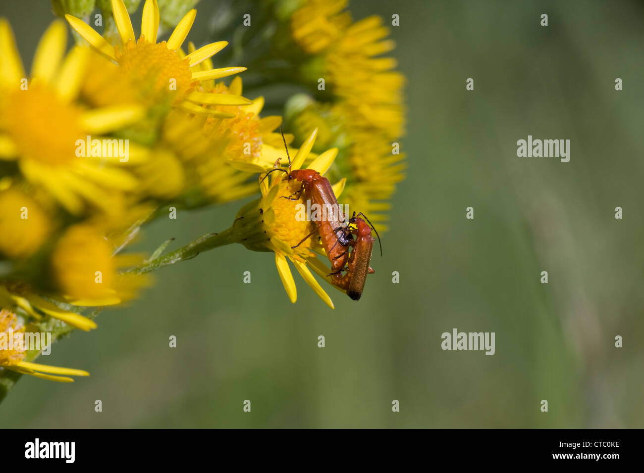 Due coniugati soldato coleotteri (cantharis spec) sul fiore di erba tossica (Jacobaea vulgaris). Foto Stock
