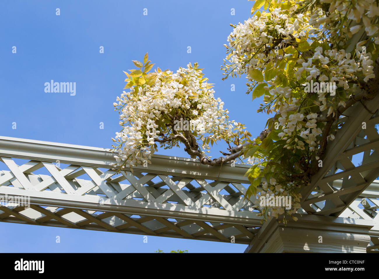 Wisteria venusta Foto Stock