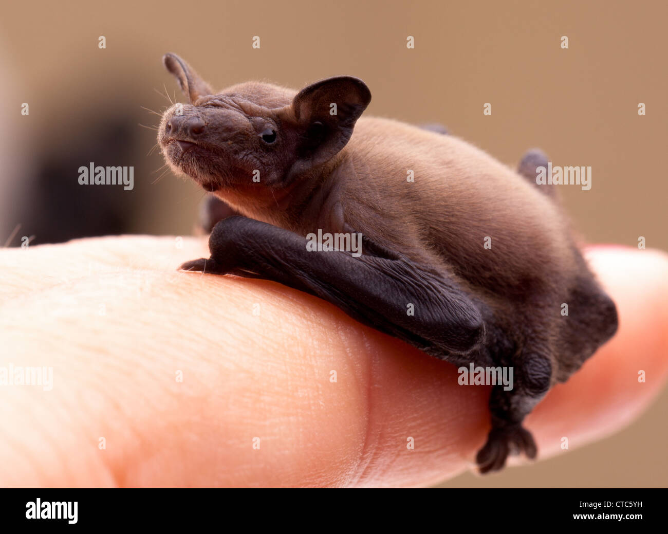 Sweet Baby bat sulla donna dito. Foto Stock