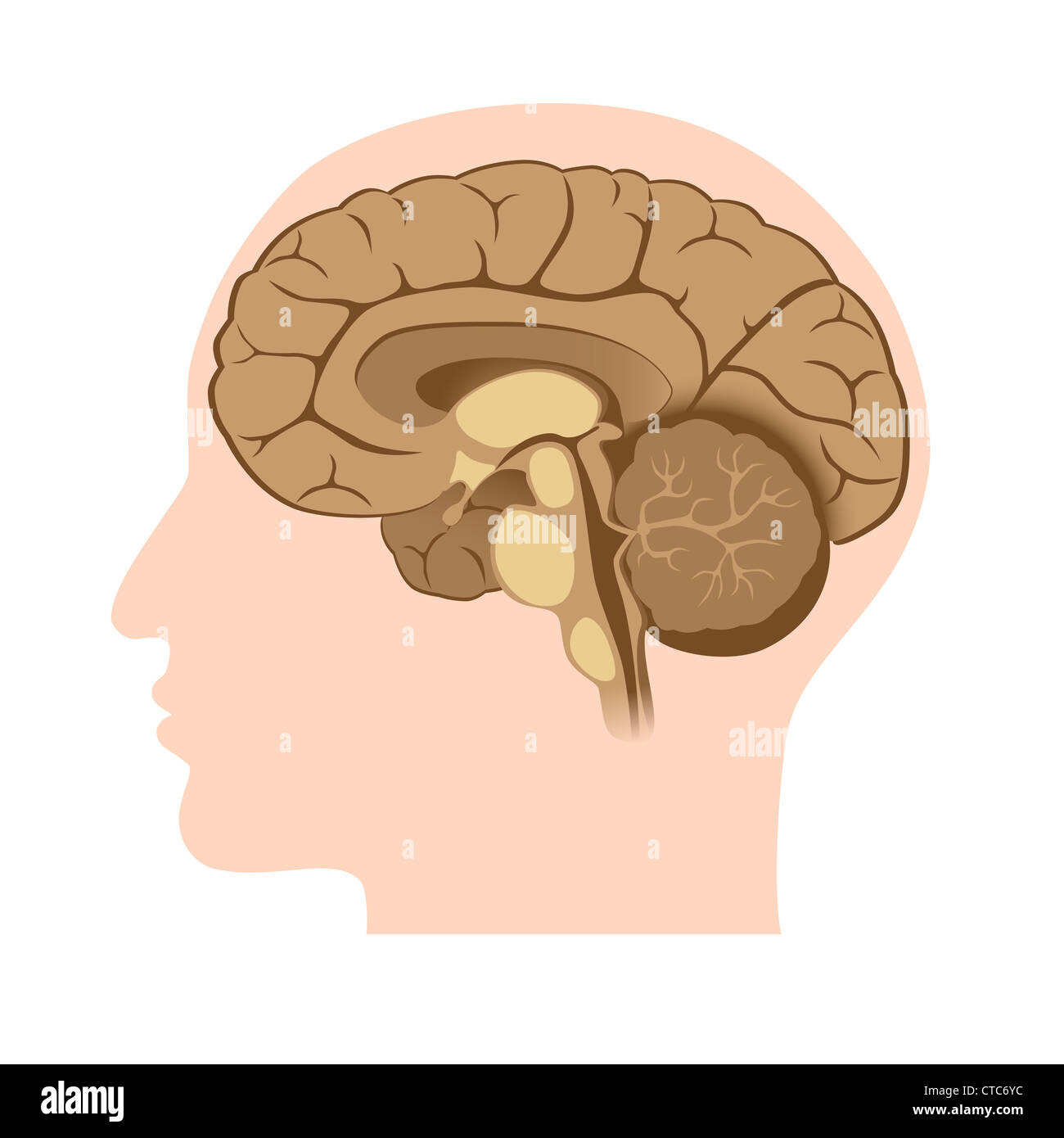 Cervello umano anatomia Foto Stock