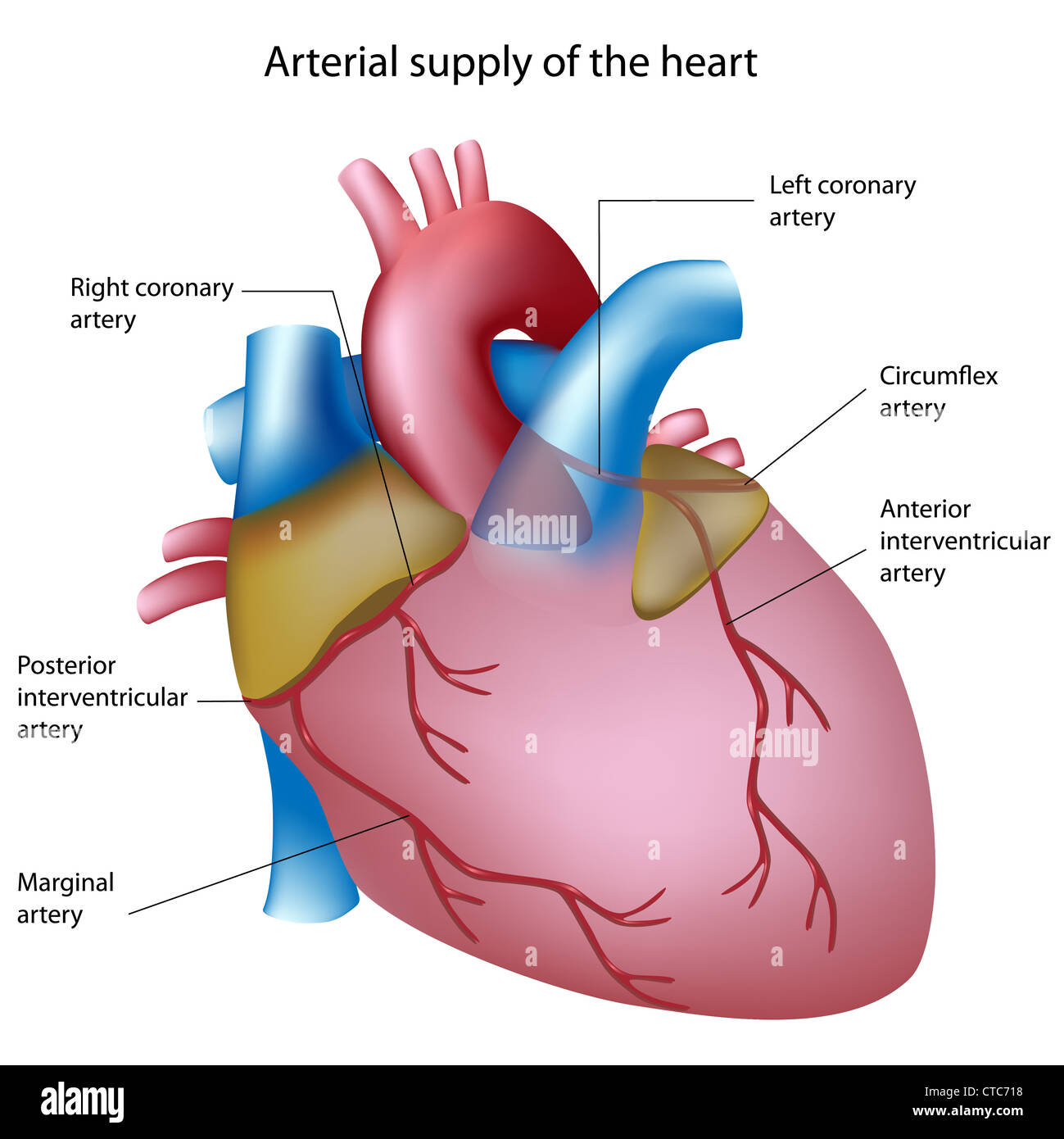 Arterie coronarie Foto Stock