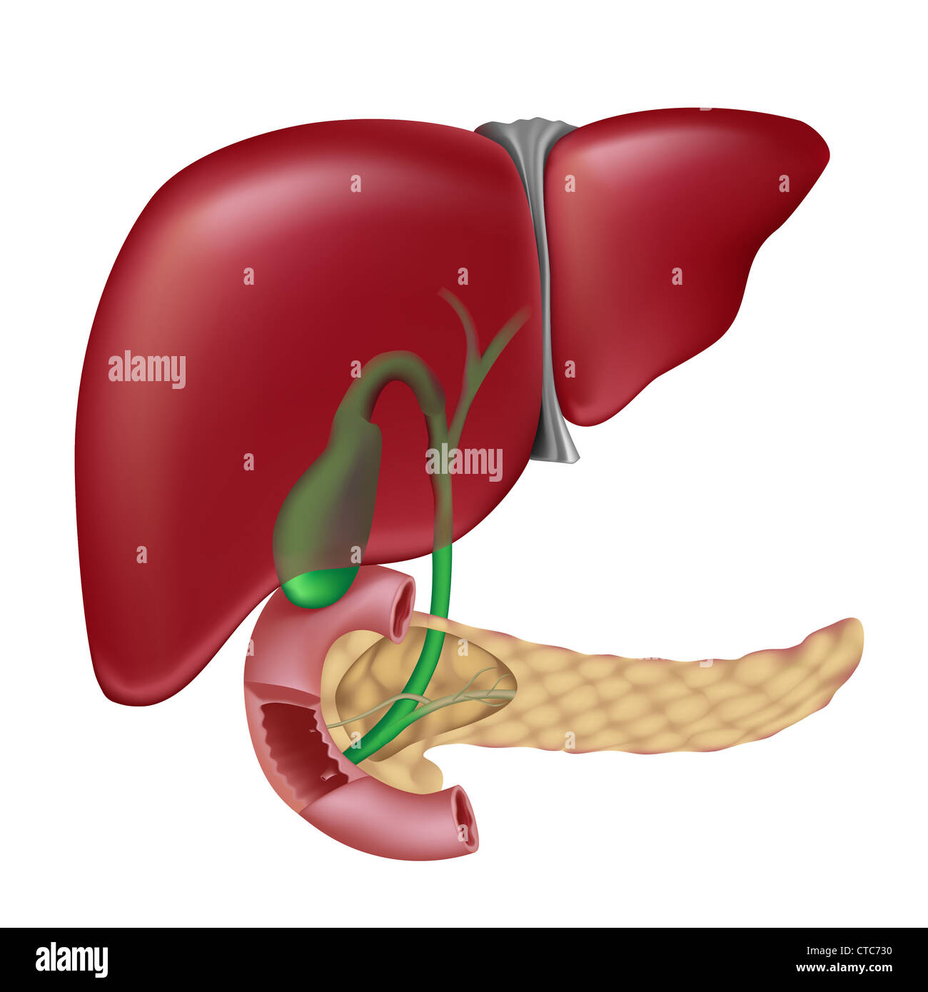 Fegato, cistifellea pancreas duodeno e i passaggi di bile Foto Stock