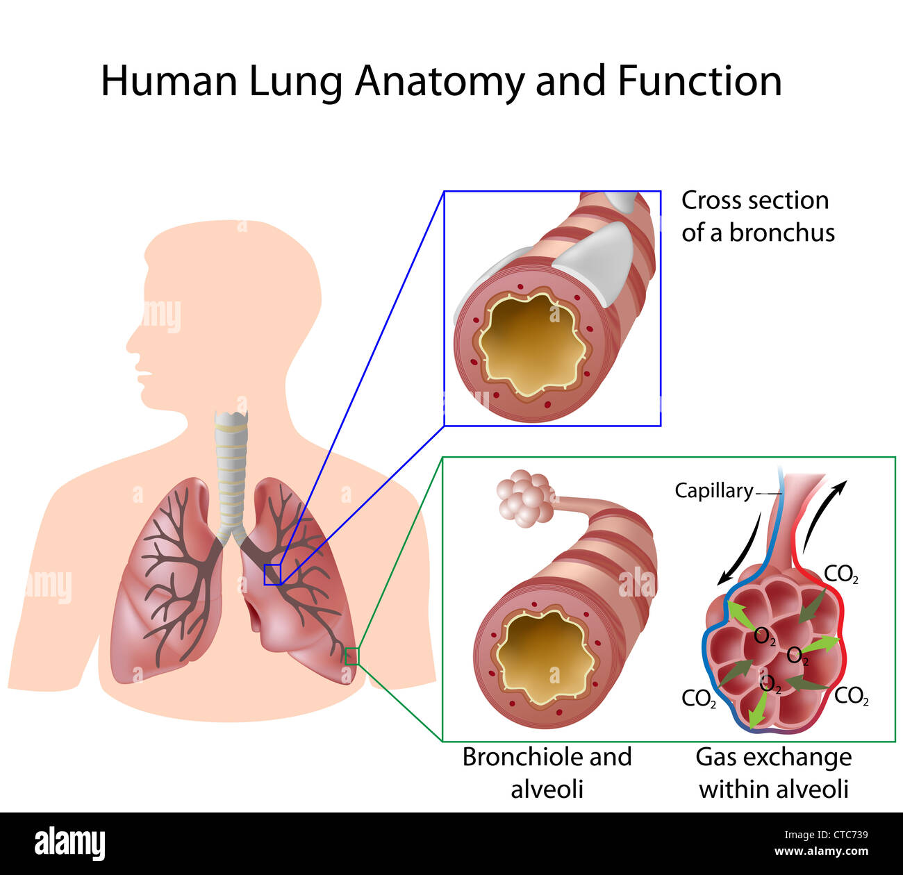 I polmoni umani anatomico e funzionale Foto Stock