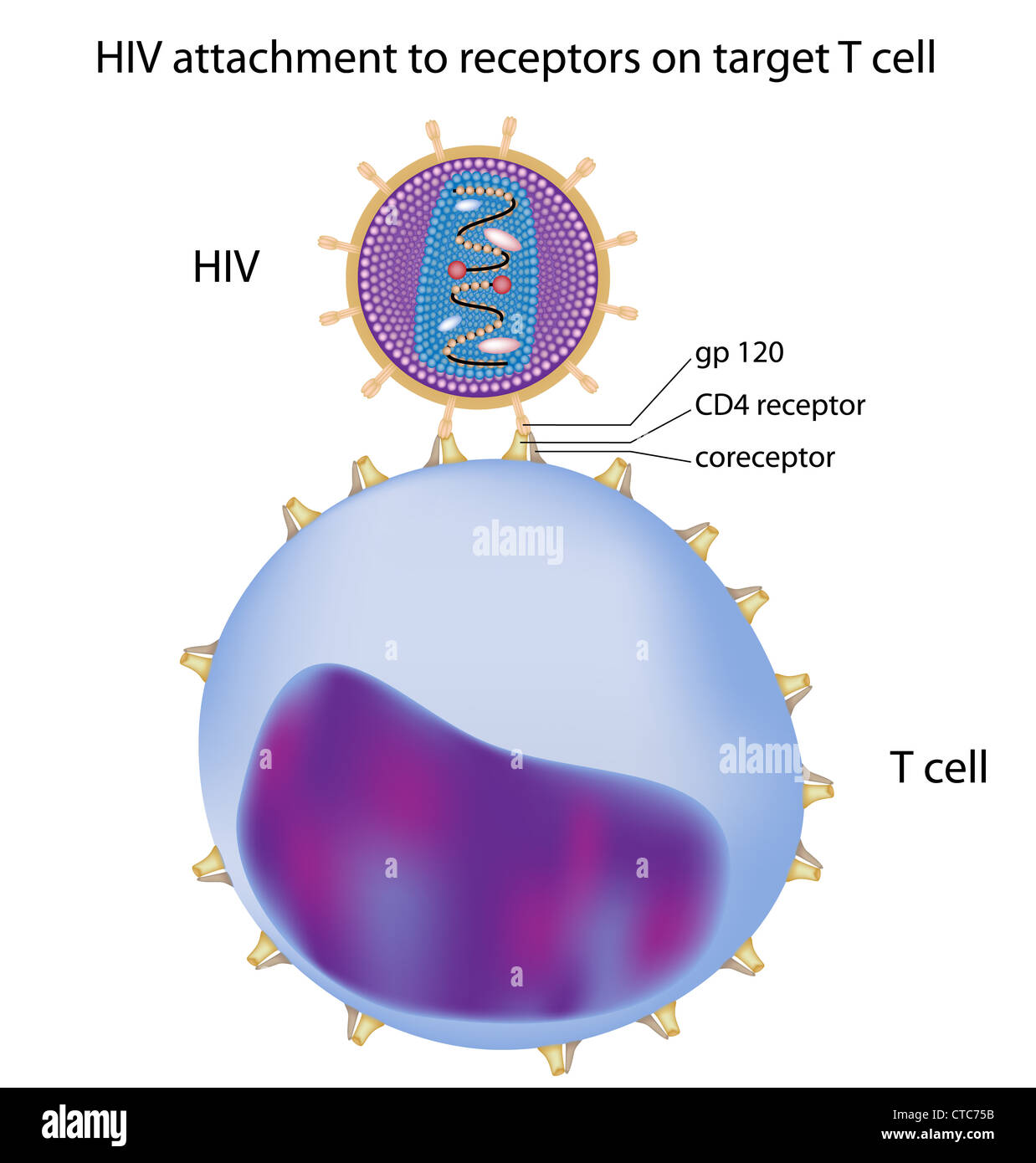 HIV attacco al target di cellula T Foto Stock