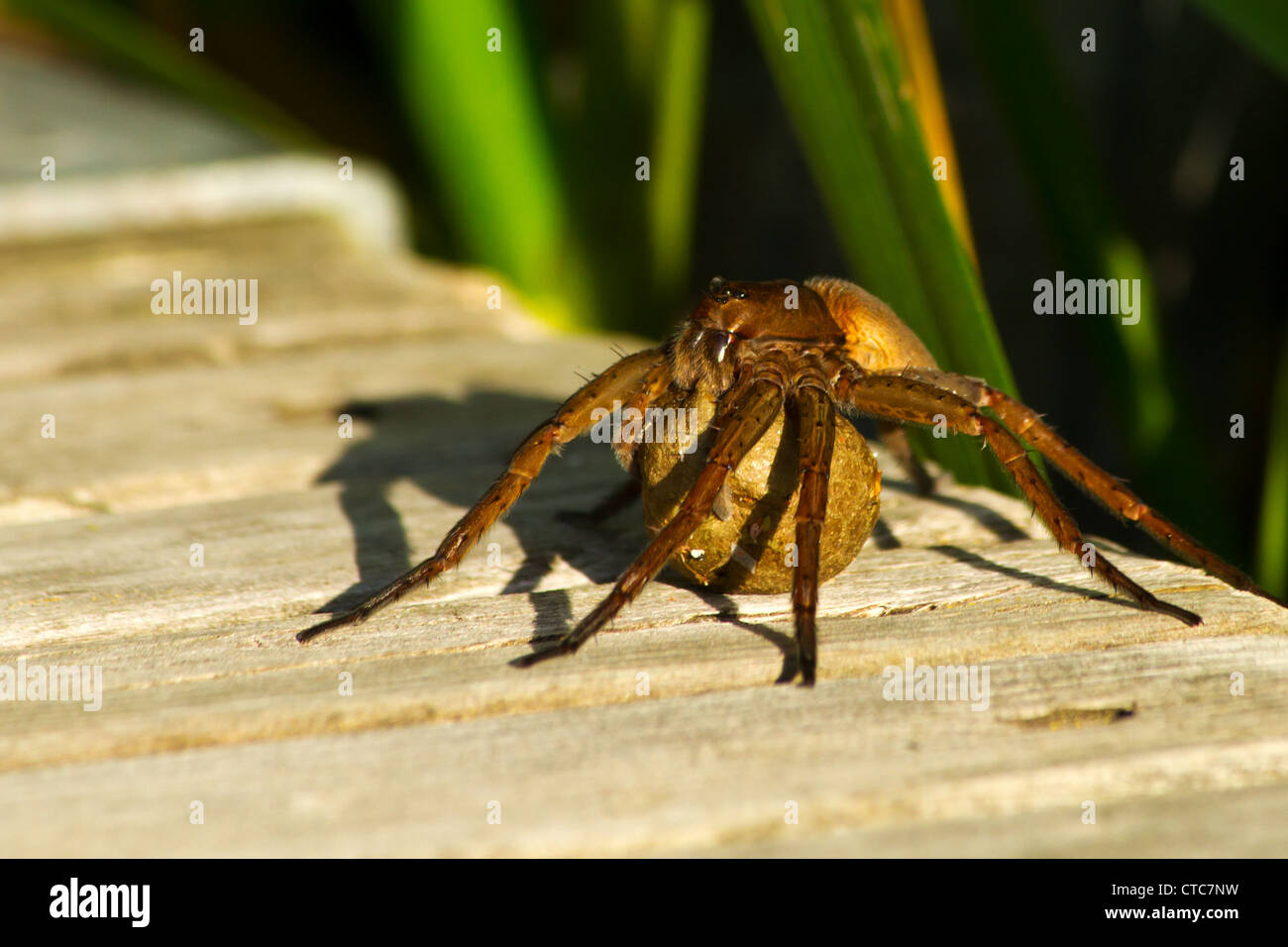 Fen zattera spider - Dolomedes plantarius, su un ponte che porta un uovo sac. Foto Stock