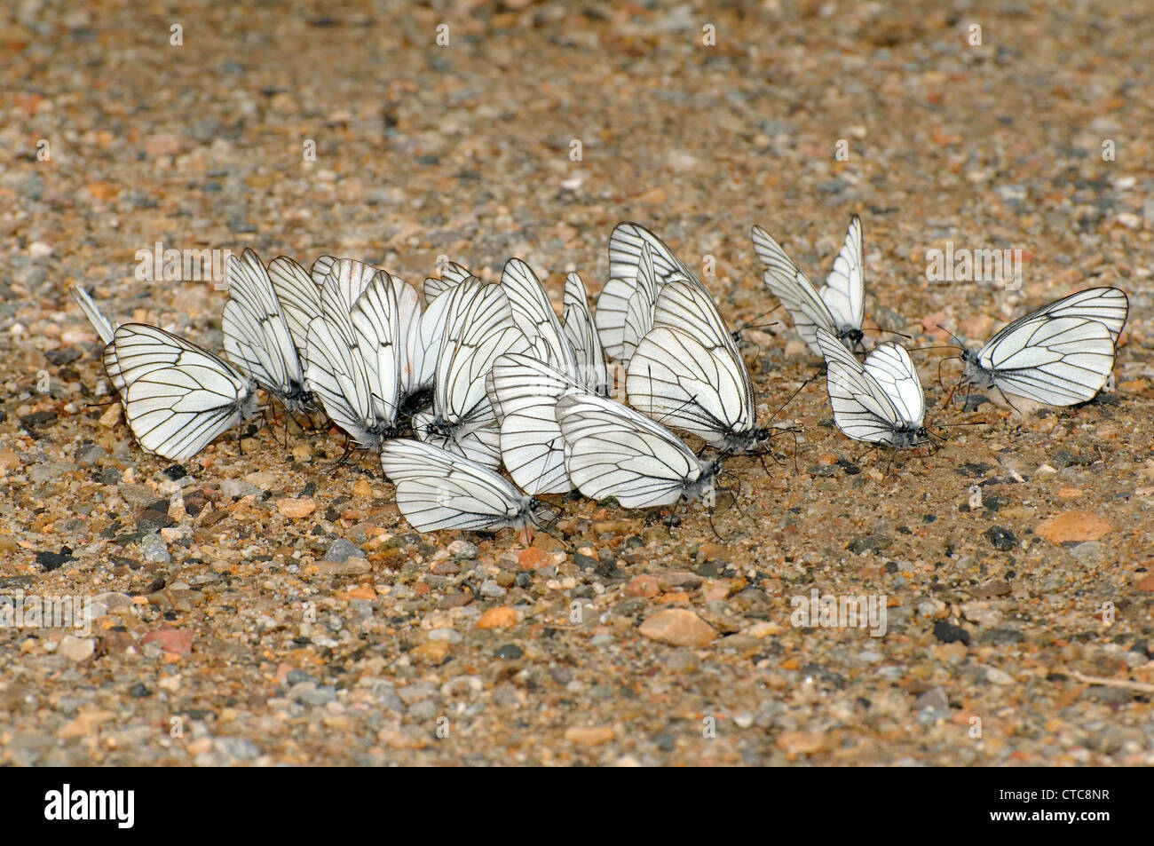 Nero-bianco venato (Aporia crataegi). Lago Baikal, Siberia, Federazione russa Foto Stock