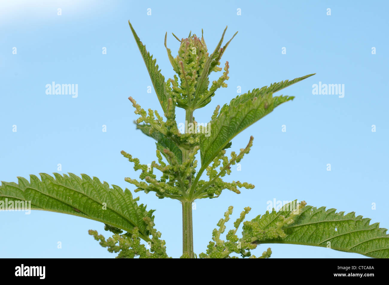 Annuale di ortica, Dwarf ortica, piccola ortica (Urtica urens). Lago Baikal, Siberia, Federazione russa. Foto Stock