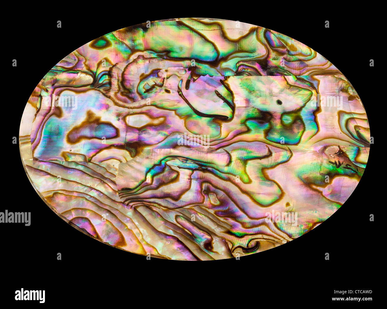 Isolato di madreperla madreperla o guscio a forma ovale contro il nero Foto Stock