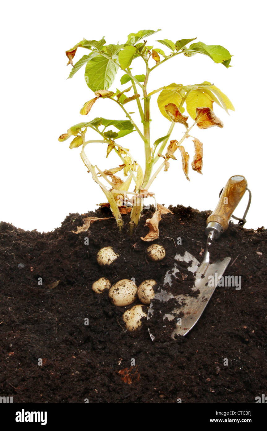 Pianta di patata e raccolto di patate nel terreno con un giardino cazzuola Foto Stock