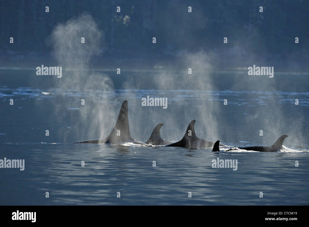 Balena Killer (Orcinus orca) residente pod estate salmone territorio alimentazione, Johnstone Strait, Isola di Vancouver Foto Stock