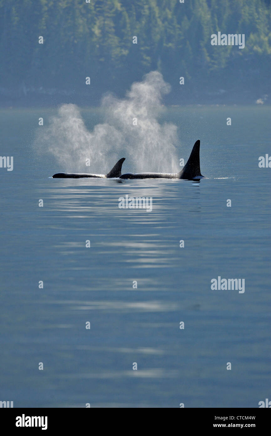 Balena Killer (Orcinus orca) residente pod estate salmone territorio alimentazione, Johnstone Strait, Isola di Vancouver Foto Stock