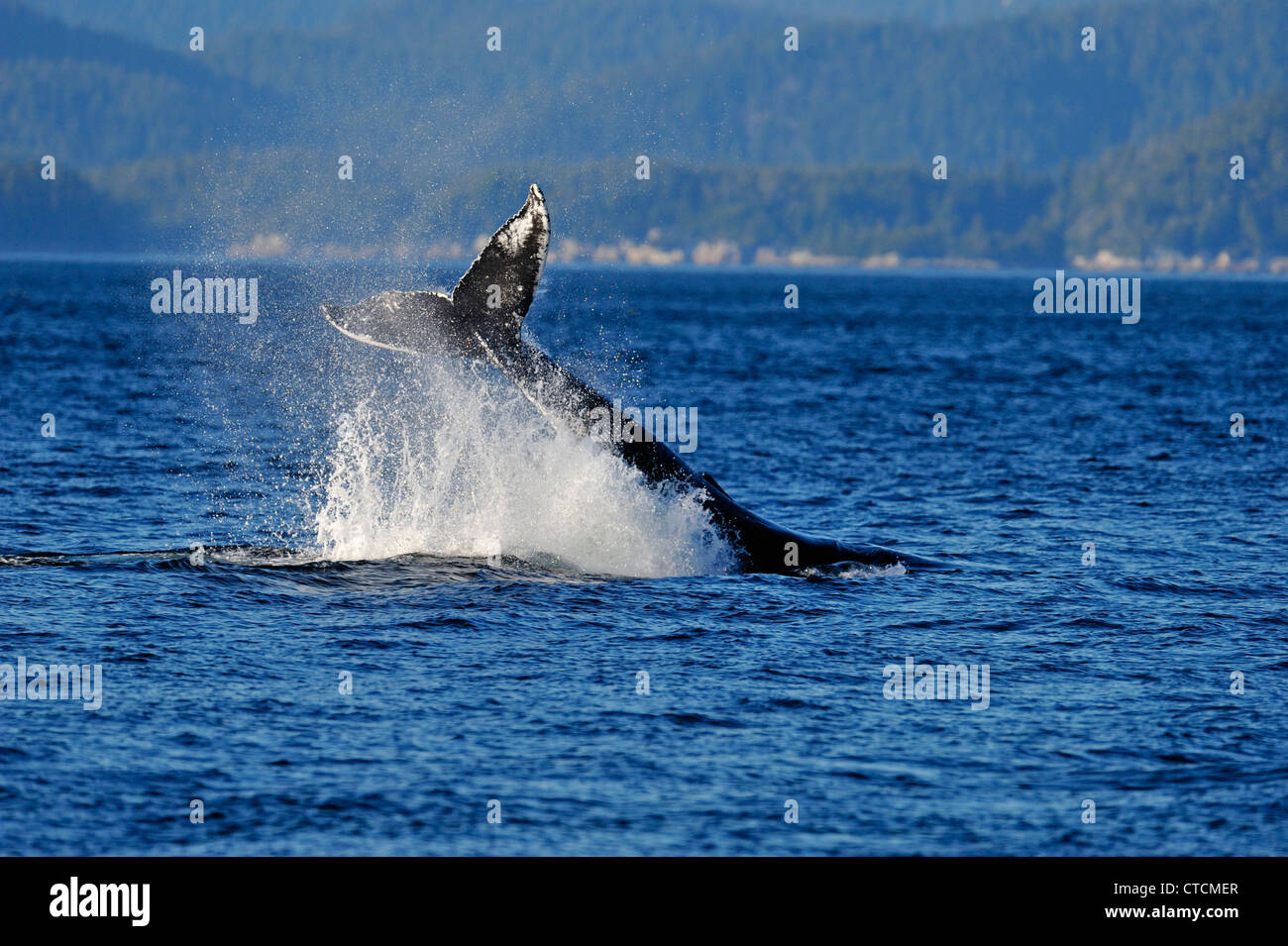 Humpback Whale (Megaptera novaeangliae) Slapping tail passera nera Blackfish Suono, Vancouver, British Columbia Canada Foto Stock