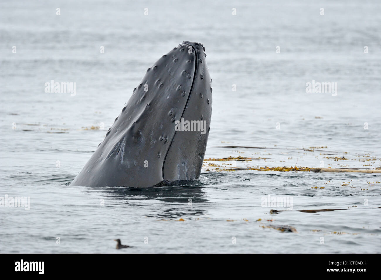 Humpback Whale (Megaptera novaeangliae) esporre la ganascia affondo Blackfish alimentazione sana, Vancouver, British Columbia Canada Foto Stock