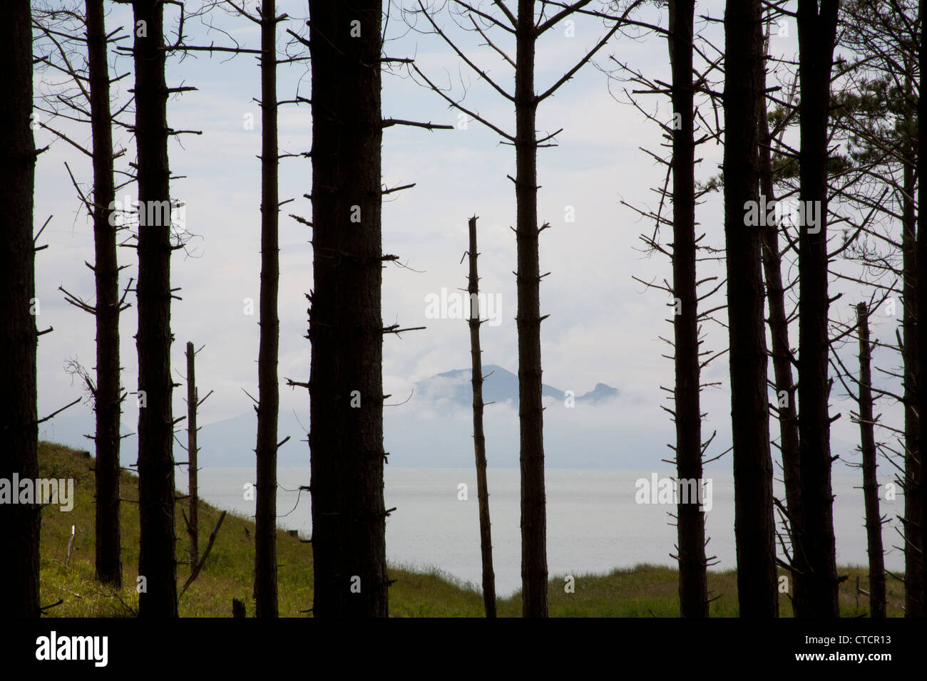 Il bordo della foresta di pini larici alberi con Snowdonia in background Newborough Forest Anglesey North Wales UK Foto Stock