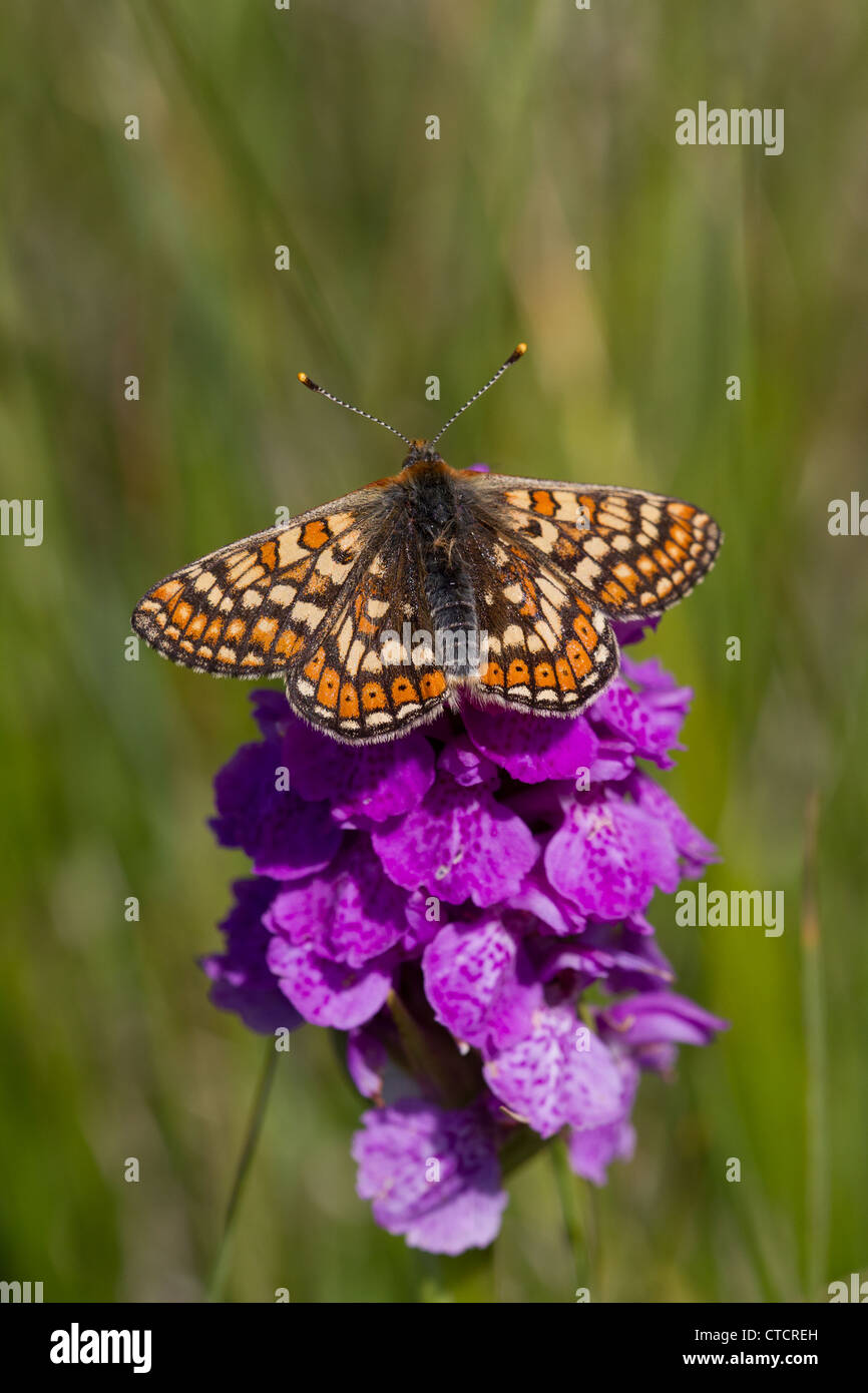 Marsh Fritillary butterfly, Euphydryas aurinia Foto Stock