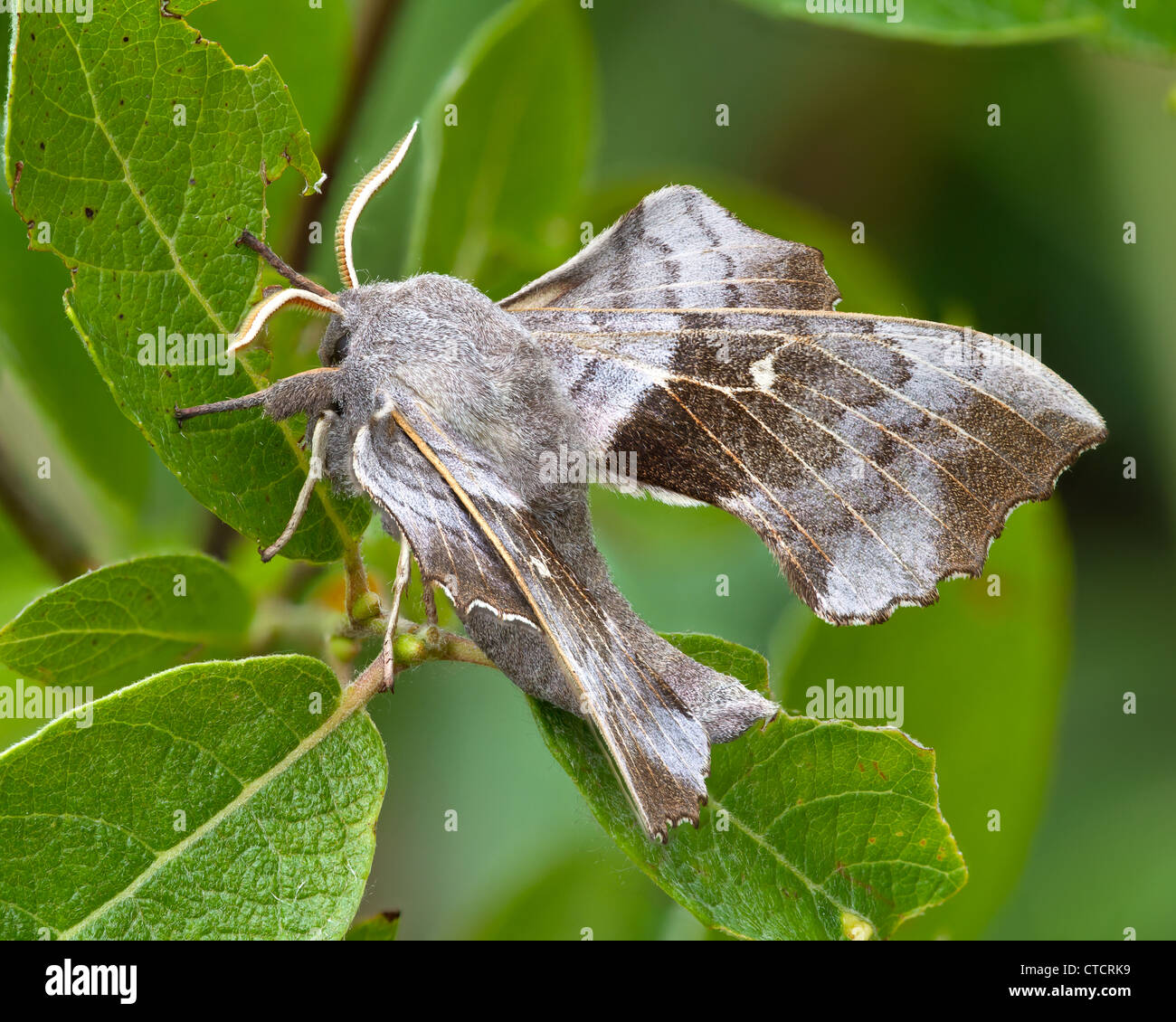 Il PIOPPO Hawk-moth, Laothoe populi Foto Stock
