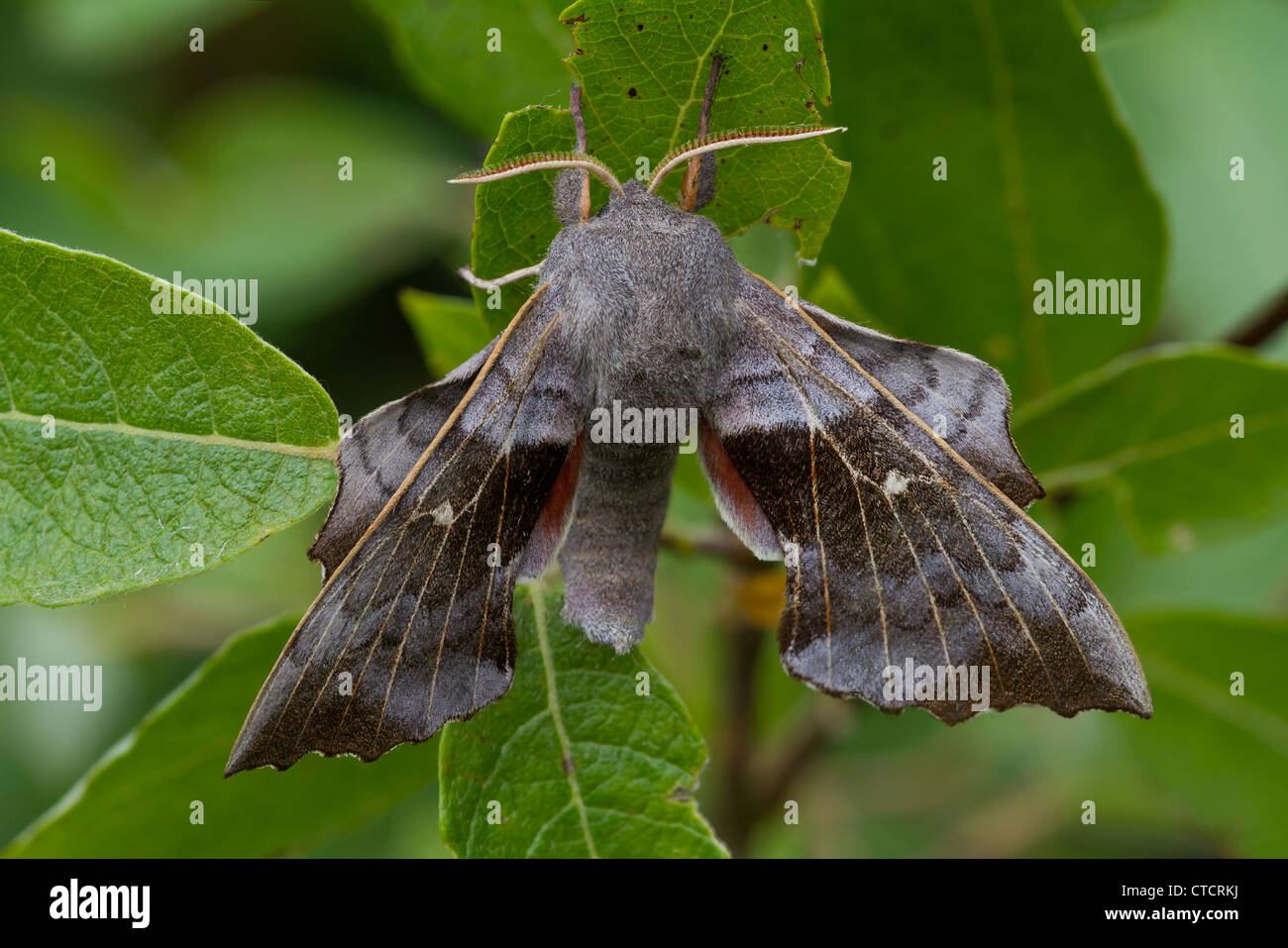 Il PIOPPO Hawk-moth, Laothoe populi Foto Stock
