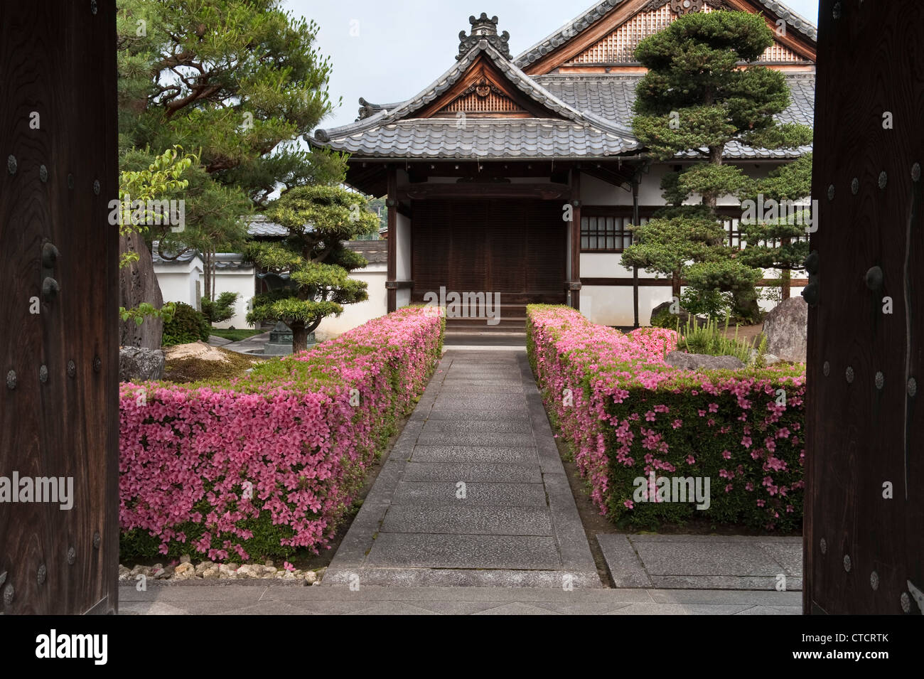Le siepi tagliate azalea (tsutsuji) fiancheggiano l'ingresso ad un tempio a Myoshinji, Kyoto, Giappone, sede della scuola Rinzai del Buddismo Zen Foto Stock