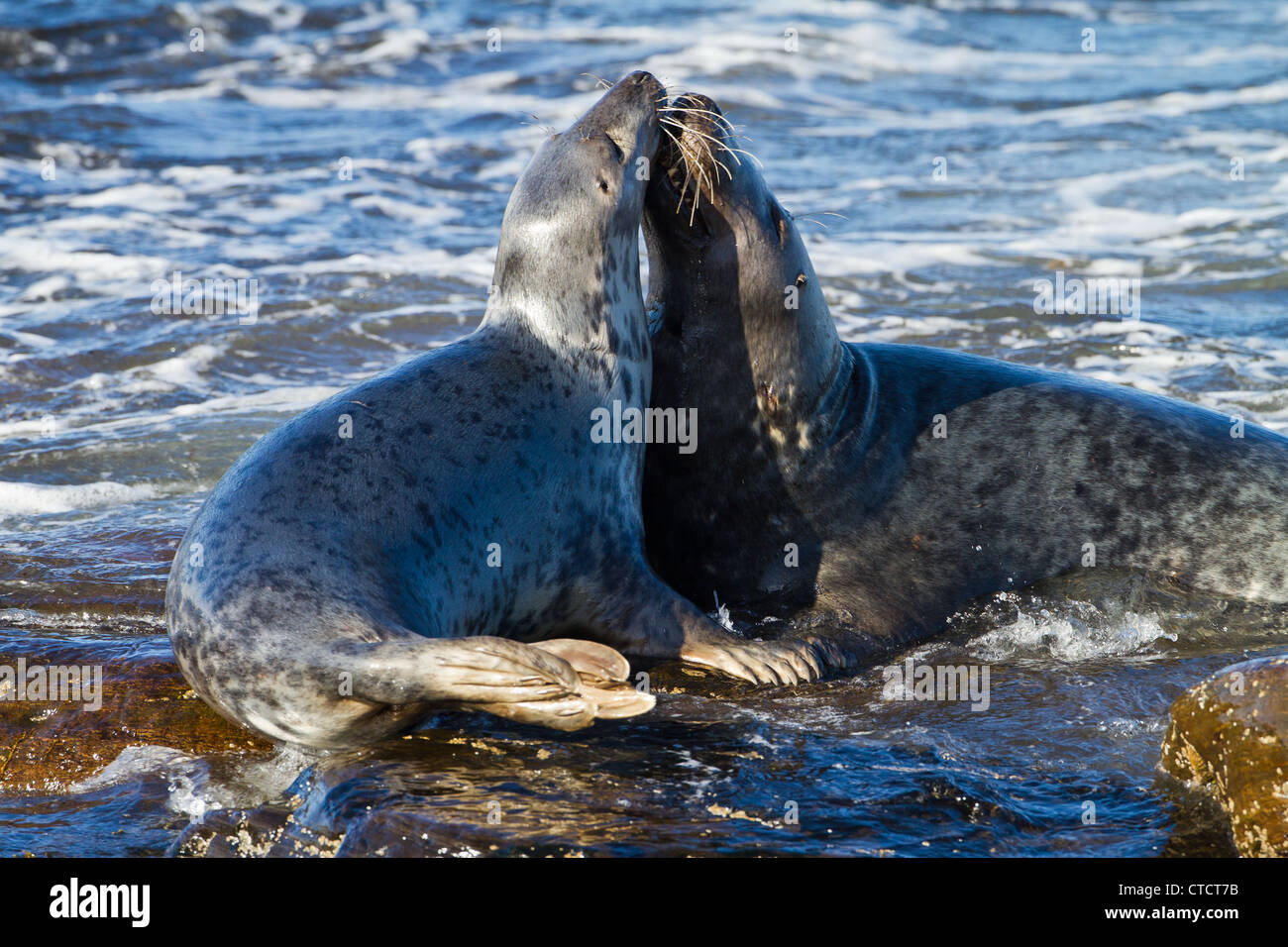 Guarnizione grigio, Halichoerus grypus, corteggiamento sulla spiaggia rocciosa Foto Stock