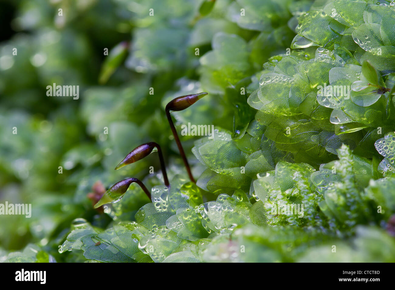 Shining Hookeria, Hookeria lucens Foto Stock