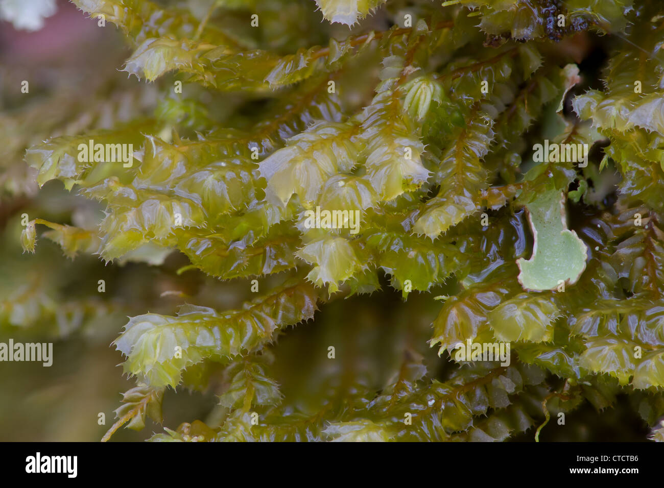 Macchie Featherwort, Plagiochila punctata Foto Stock