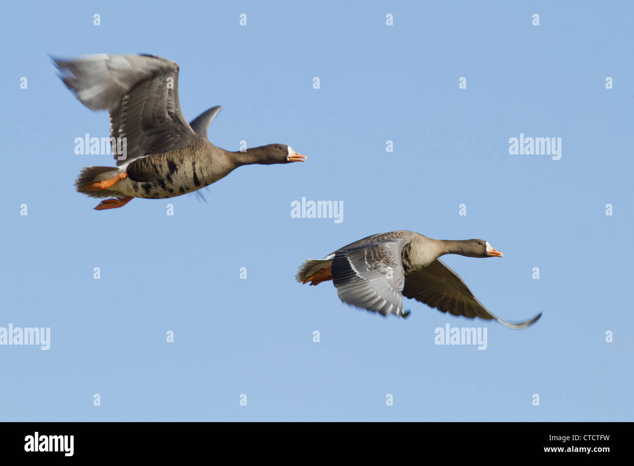 La Groenlandia bianco-fronteggiata Oche, Anser Albifrons flavirostris Foto Stock