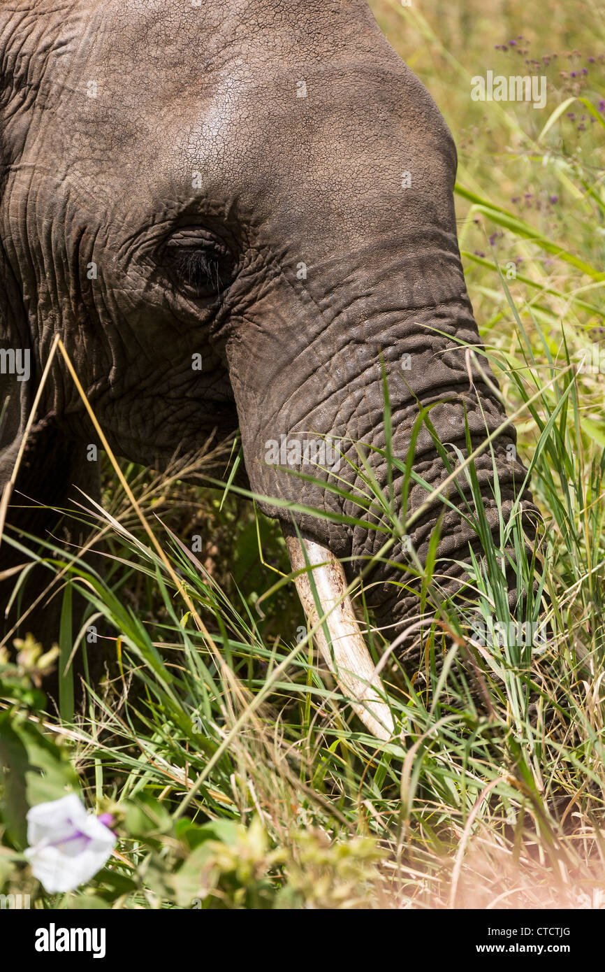 In prossimità dell' elefante africano con zanne Foto Stock