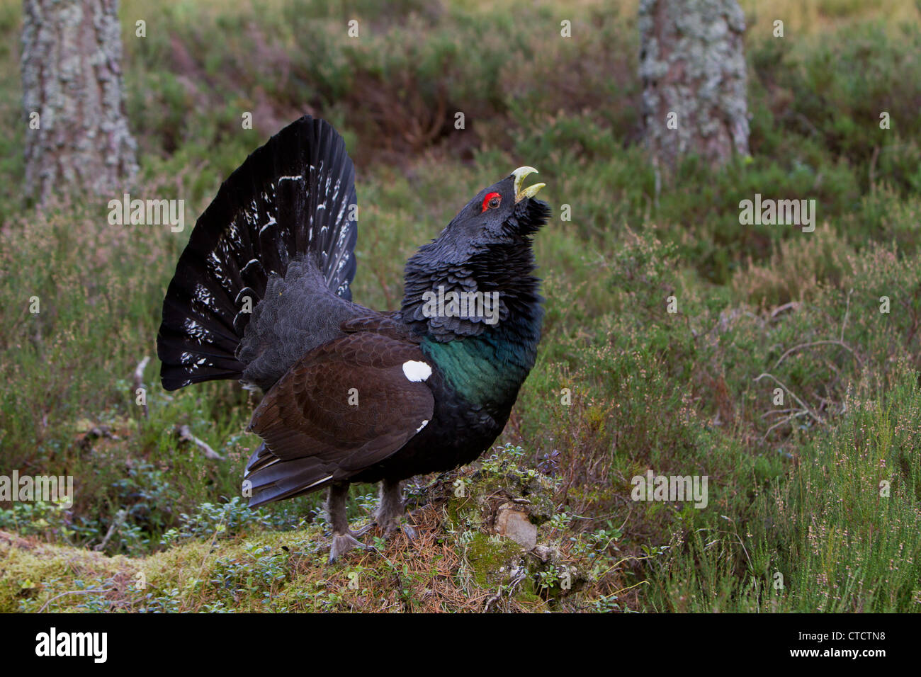 Maschio di gallo cedrone, Tetrao urogallus visualizzazione nelle Highland Scozzesi pineta habitat Foto Stock