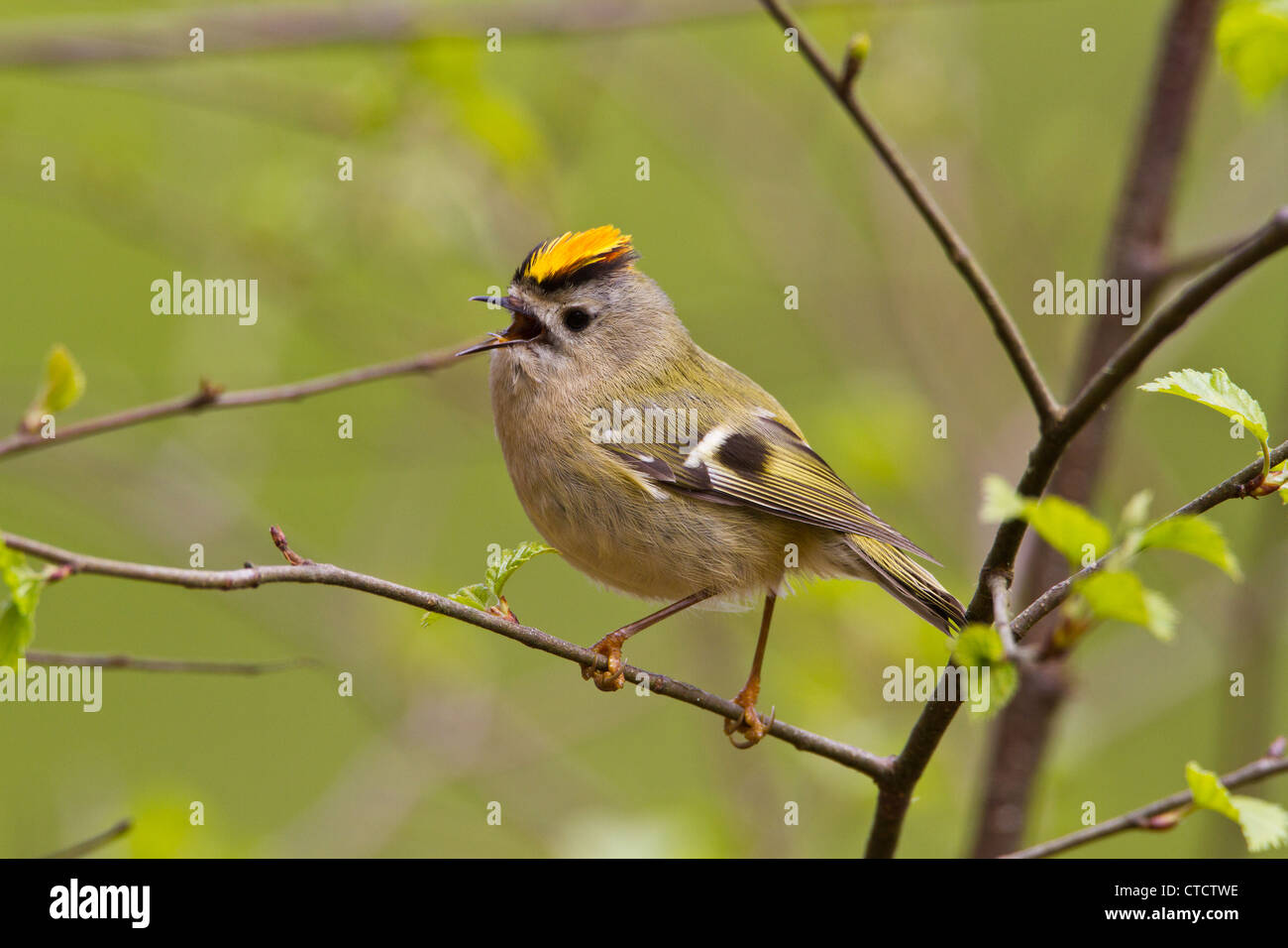 Goldcrest, Regulus regulus Foto Stock