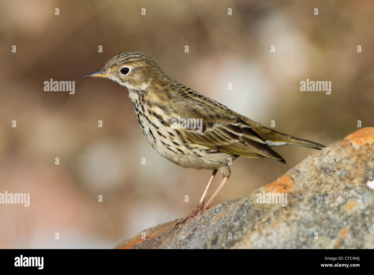 Prato, Pipit Anthus pratensis Foto Stock