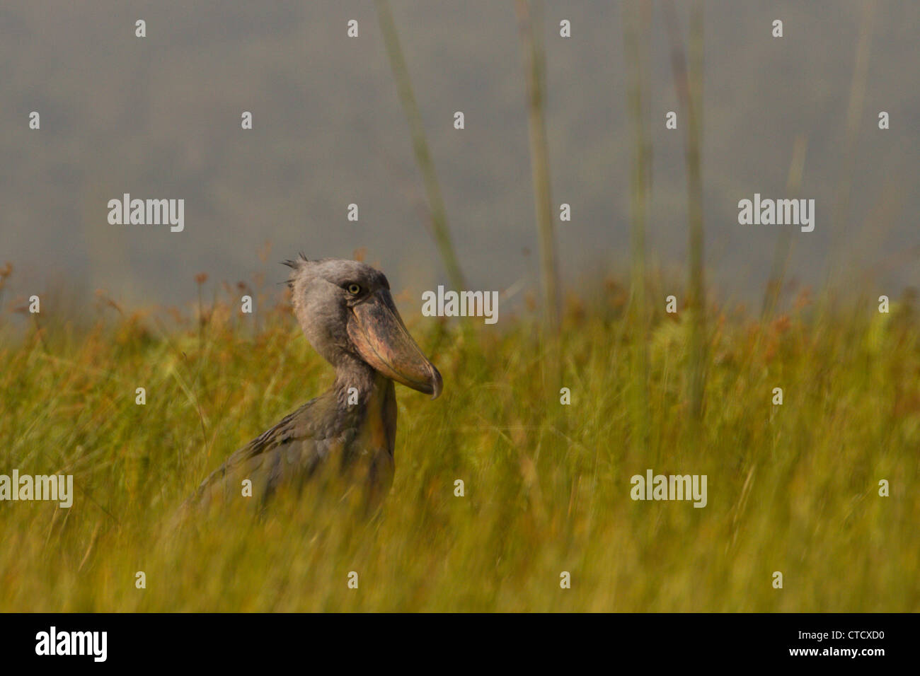 Shoebill Stork (Balanaeceps rex) in papiro, reedbed Mabamba palude, Uganda Foto Stock
