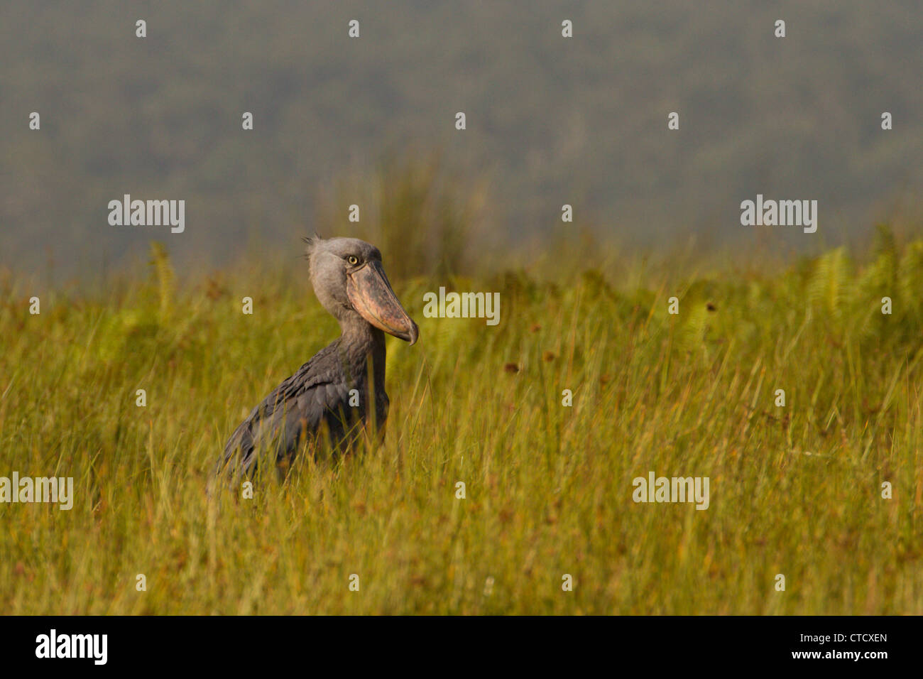 Shoebill Stork (Balanaeceps rex) in papiro, reedbed Mabamba palude, Uganda Foto Stock