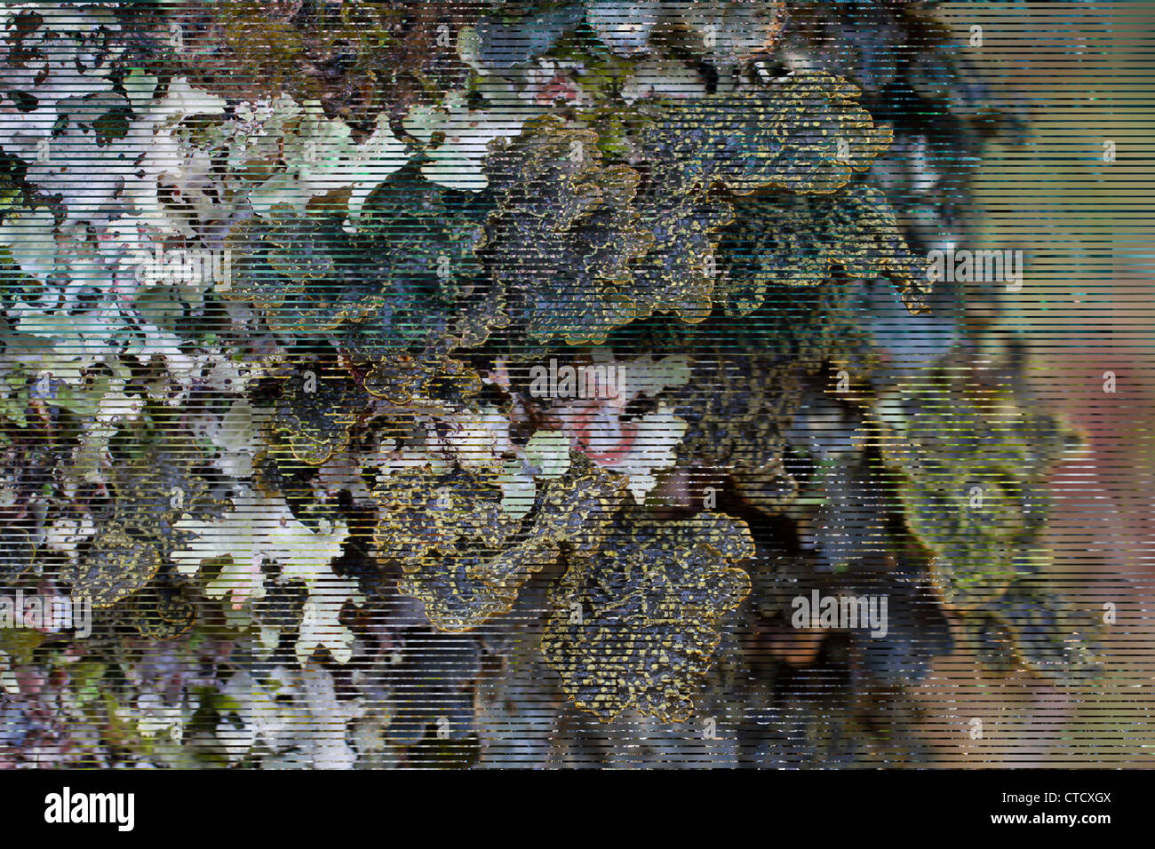 Giallo Specklebelly lichen, Pseudocyphellaria crocata sul vecchio nocciolo di crescita Foto Stock