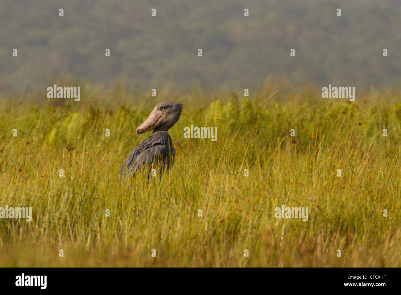 Shoebill Stork (Balanaeceps rex) in papiro, reedbed Mabamba palude, Uganda Foto Stock