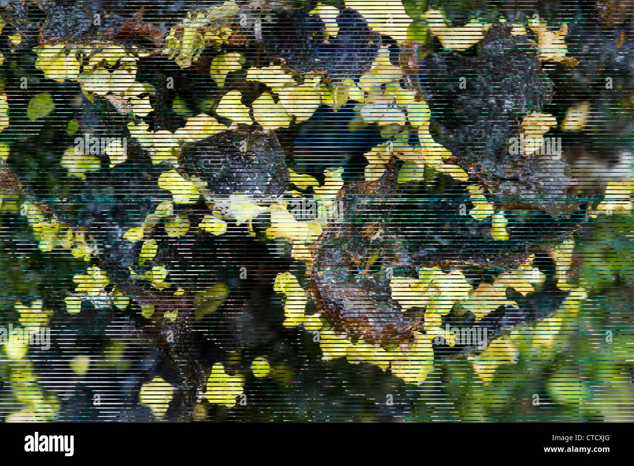 Sticta canariensis lichen, blu-verde morph Foto Stock