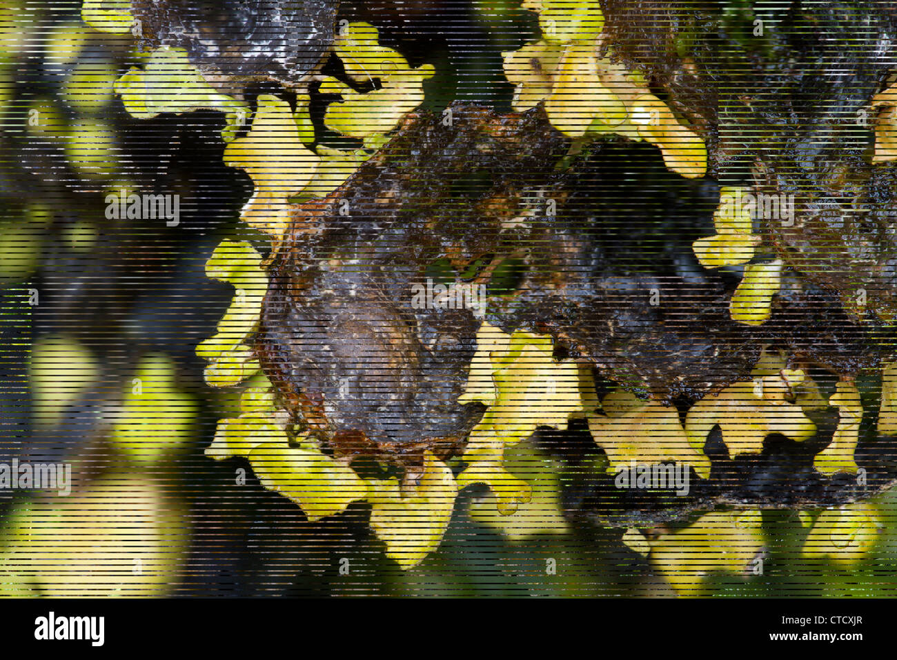 Sticta canariensis lichen, blu-verde morph Foto Stock