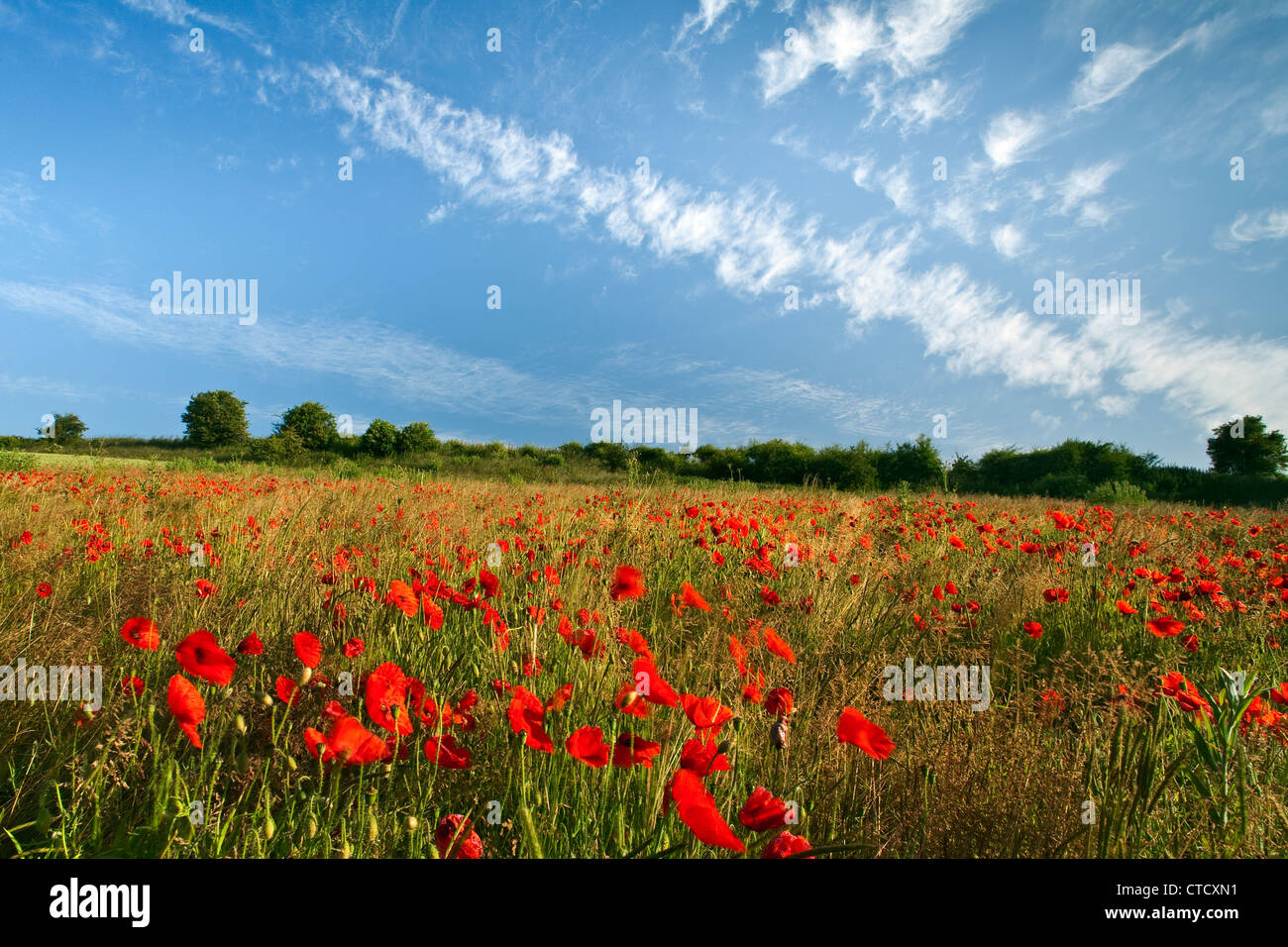 Il papavero che cresce in un campo con un umore impressionista Foto Stock