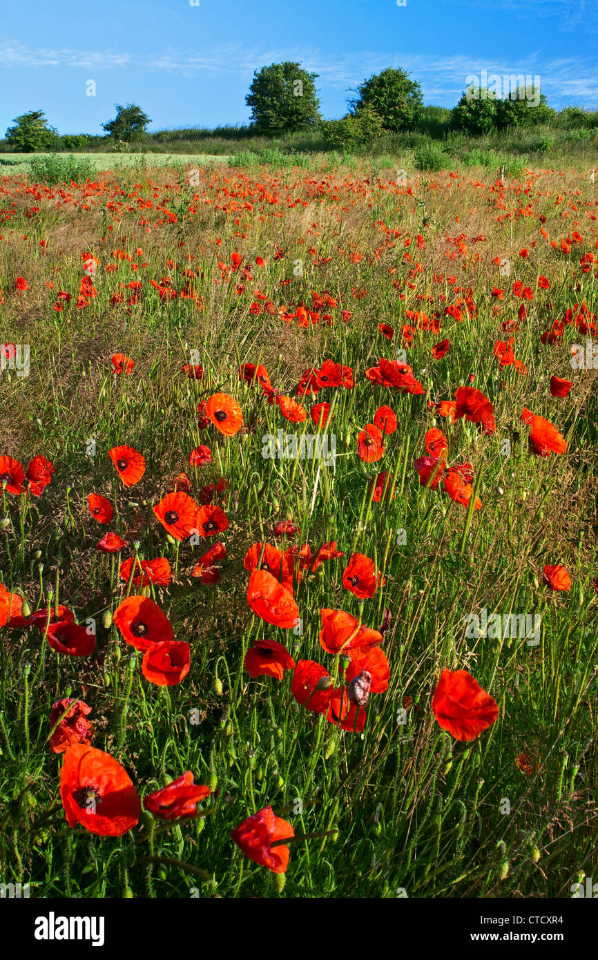 Il papavero che cresce in un campo con un umore impressionista Foto Stock