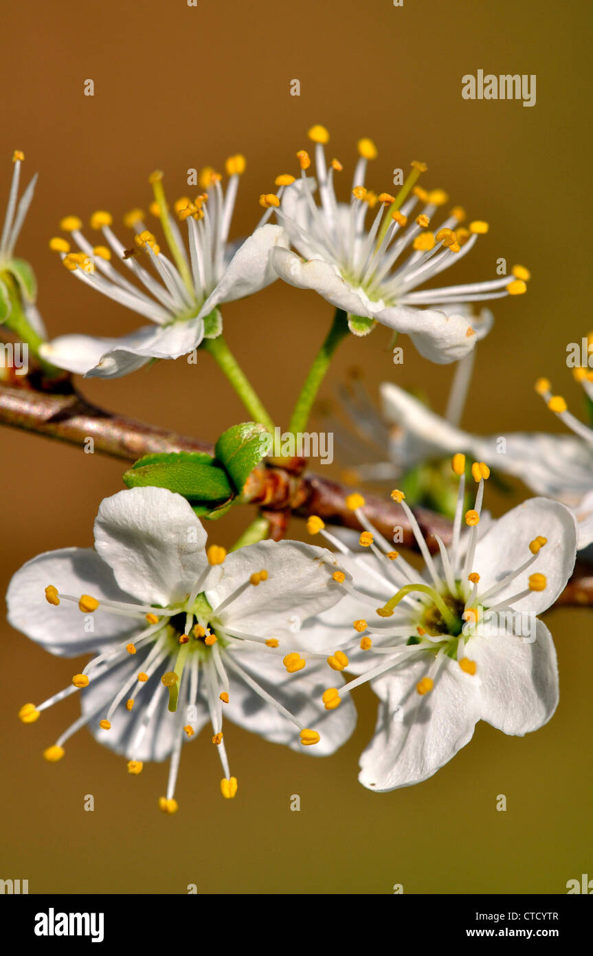Bella prugnolo in fiore nella primavera del Regno Unito Foto Stock