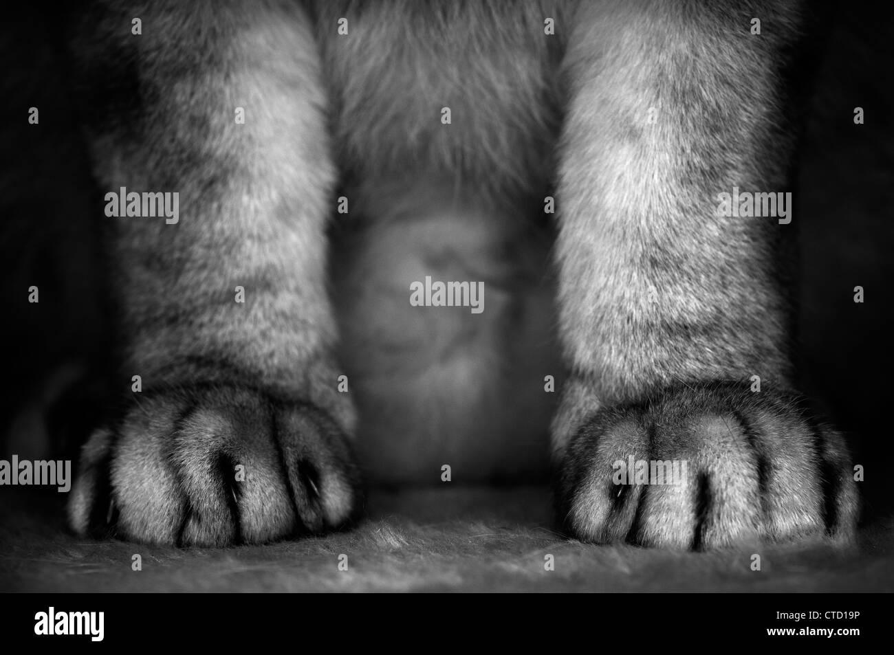 Zampe di gatto Foto Stock