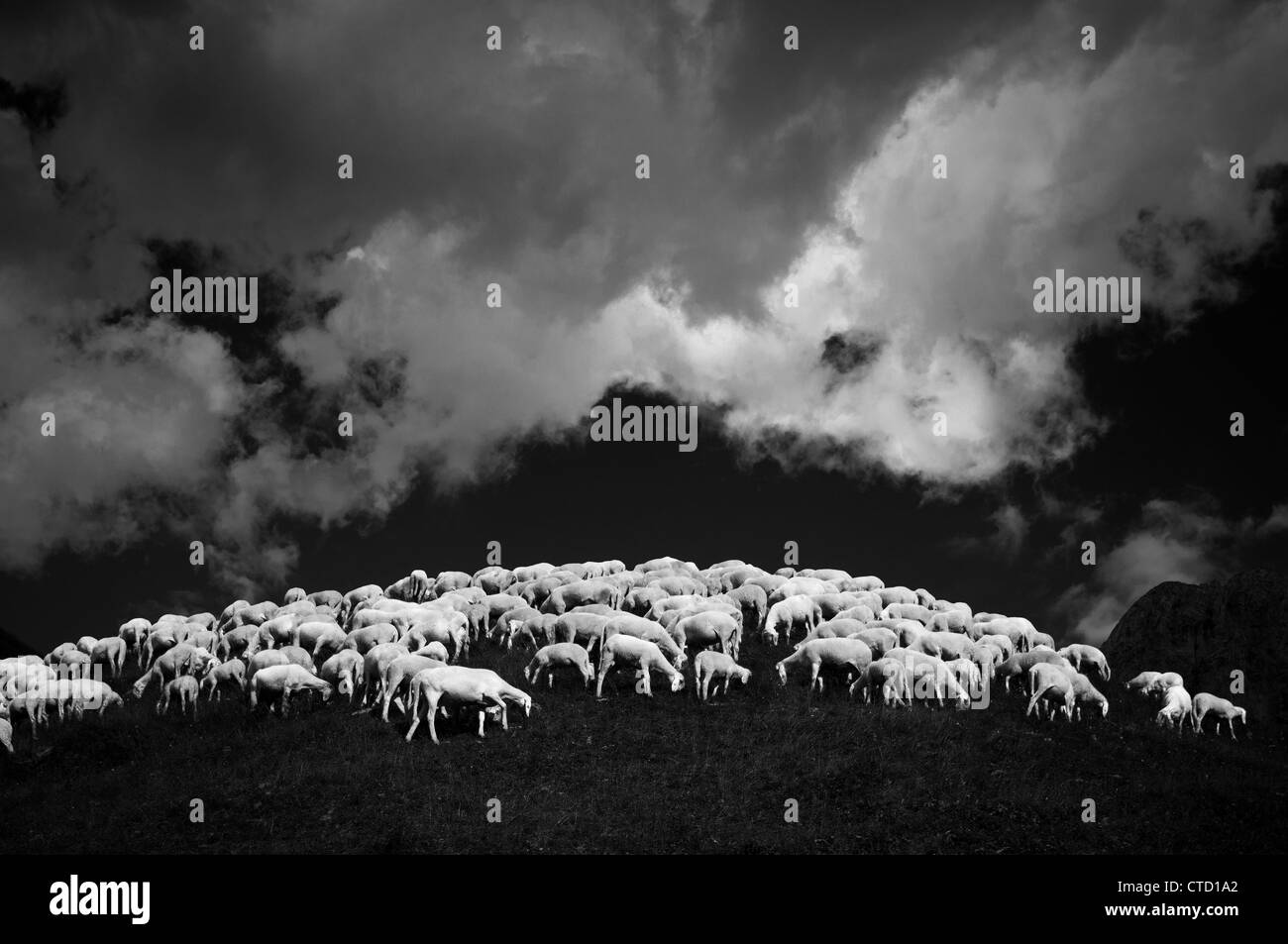 Gregge di pecore su pendio Foto Stock